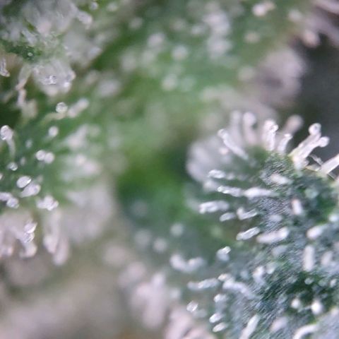Super Skunk growlog timeline photo