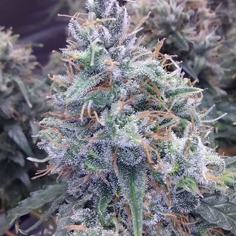 Super Skunk growlog timeline photo