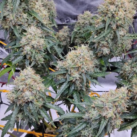 Super Skunk growlog timeline photo
