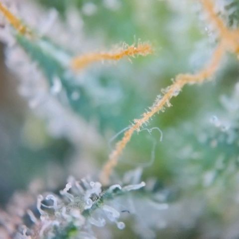 Super Skunk growlog timeline photo