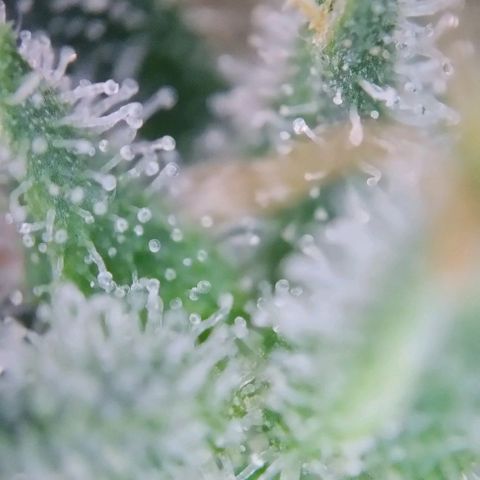Super Skunk growlog timeline photo