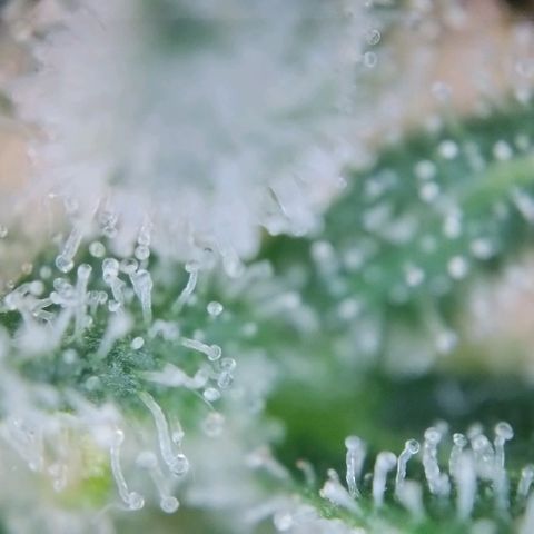 Super Skunk growlog timeline photo