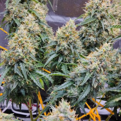Super Skunk growlog timeline photo