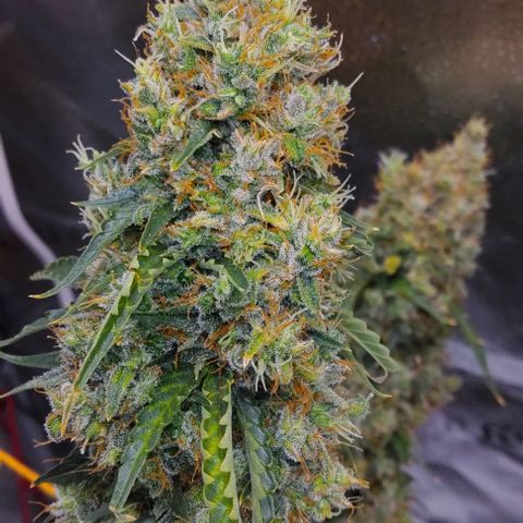 Super Skunk growlog timeline photo