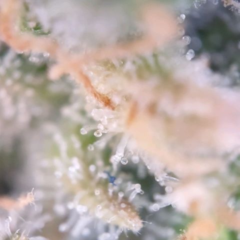 Super Skunk growlog timeline photo