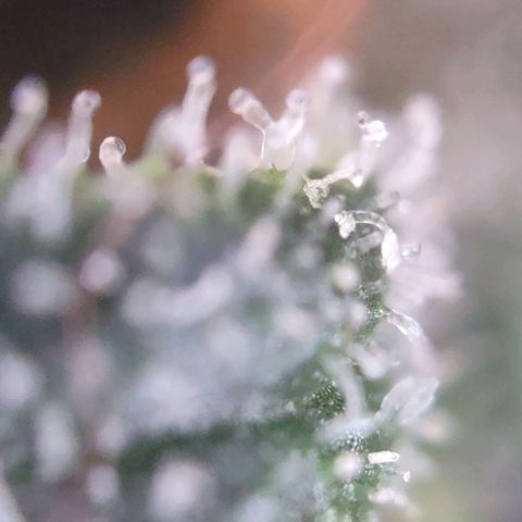 Super Skunk growlog timeline photo