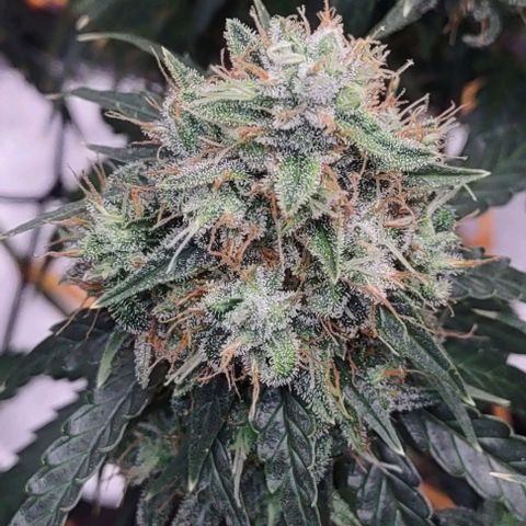 Super Skunk growlog timeline photo