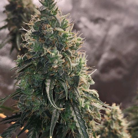 Super Skunk growlog timeline photo