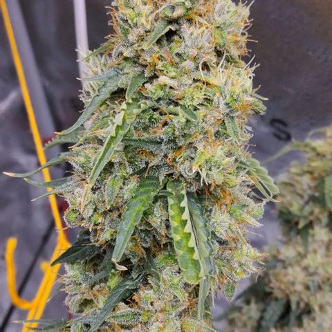 Super Skunk growlog timeline photo