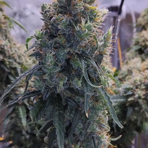 Super Skunk growlog timeline photo