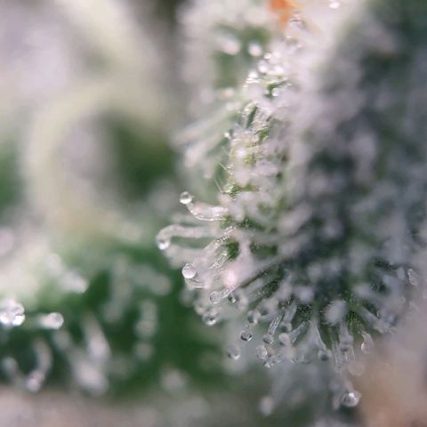 Super Skunk growlog timeline photo