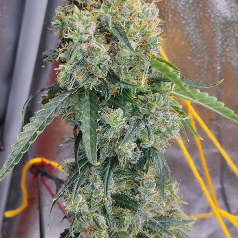 Super Skunk growlog timeline photo