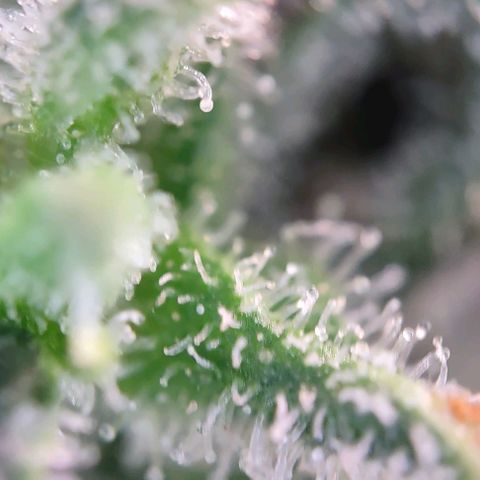 Super Skunk growlog timeline photo