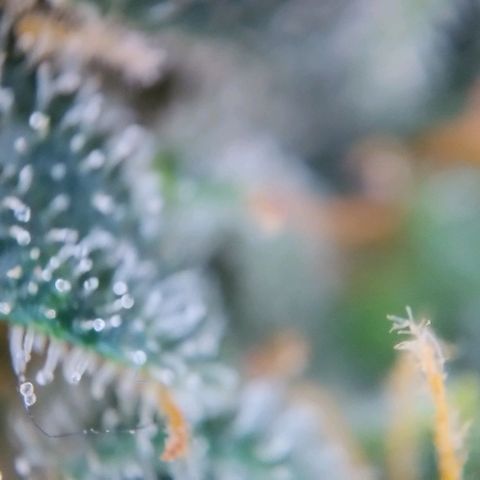 Super Skunk growlog timeline photo