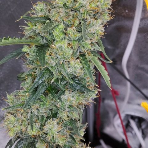 Super Skunk growlog timeline photo
