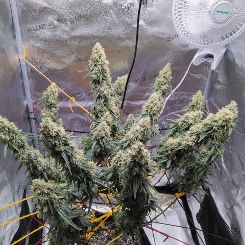 Super Skunk growlog timeline photo