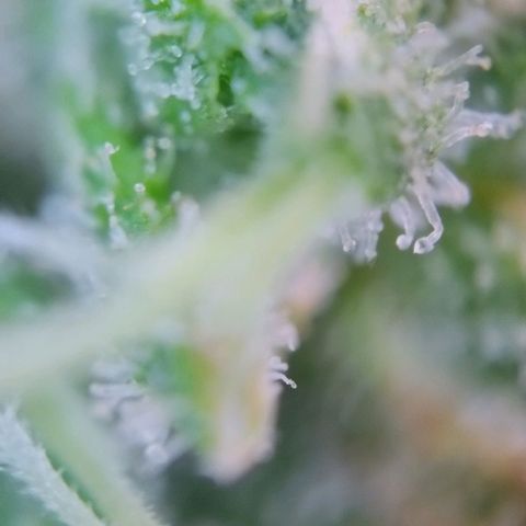 Super Skunk growlog timeline photo