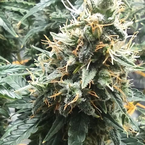 Super Skunk growlog timeline photo