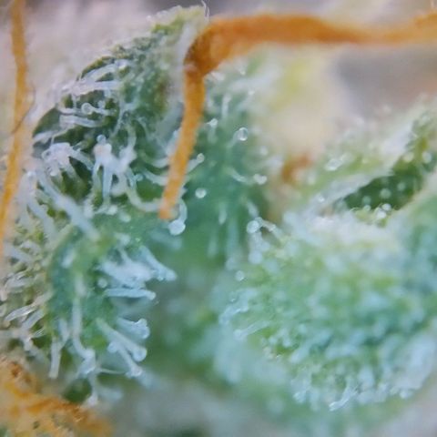 Super Skunk growlog timeline photo