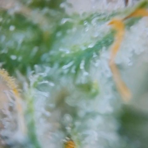 Super Skunk growlog timeline photo