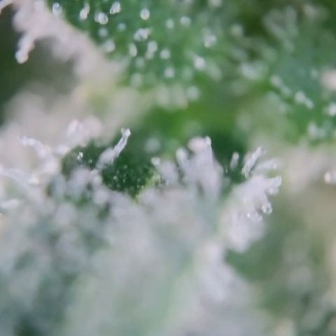 Super Skunk growlog timeline photo
