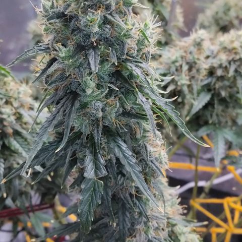 Super Skunk growlog timeline photo