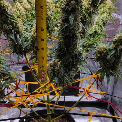 Super Skunk growlog timeline photo