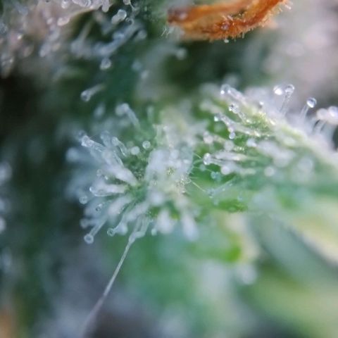 Super Skunk growlog timeline photo