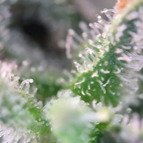 Super Skunk growlog timeline photo