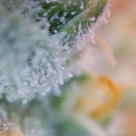 Super Skunk growlog timeline photo
