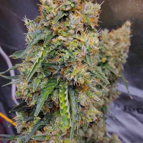 Super Skunk growlog timeline photo