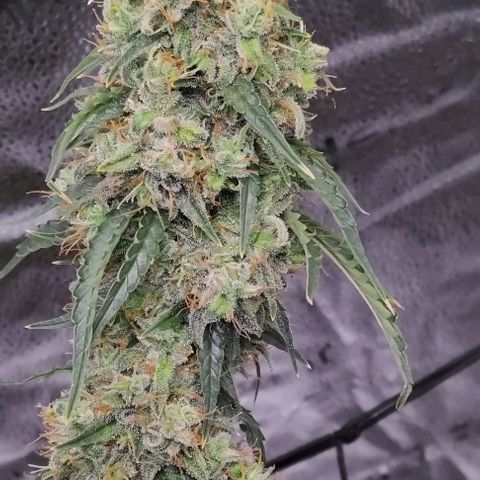Super Skunk growlog timeline photo