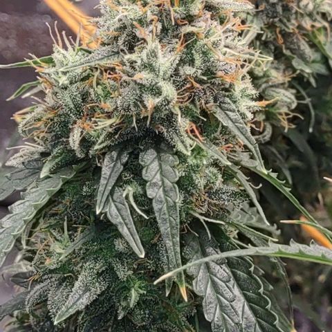 Super Skunk growlog timeline photo