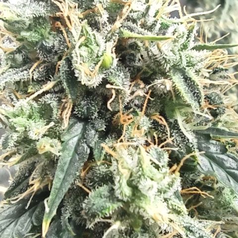 Super Skunk growlog timeline photo