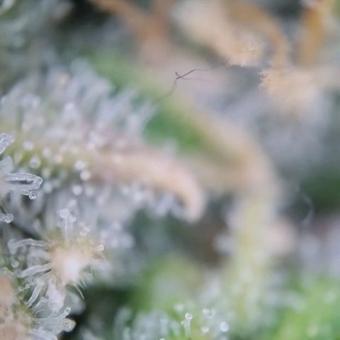 Super Skunk growlog timeline photo