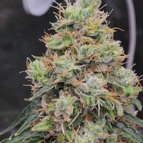 Super Skunk growlog timeline photo