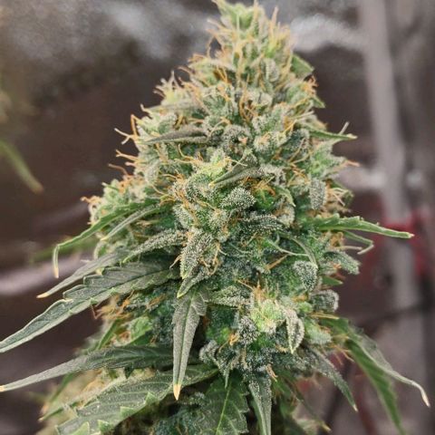 Super Skunk growlog timeline photo