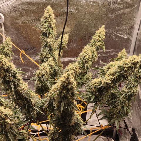 Super Skunk growlog timeline photo