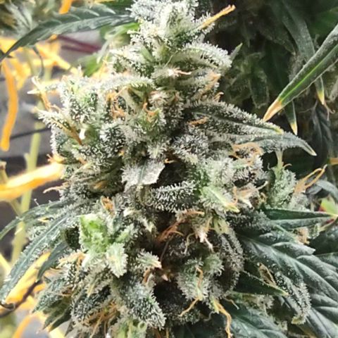 Super Skunk growlog timeline photo