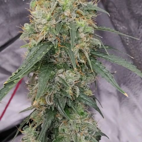 Super Skunk growlog timeline photo