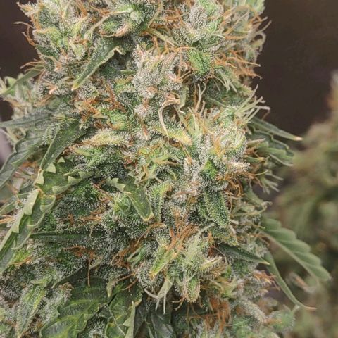 Super Skunk growlog timeline photo
