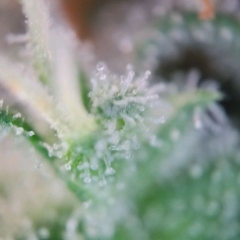 Super Skunk growlog timeline photo