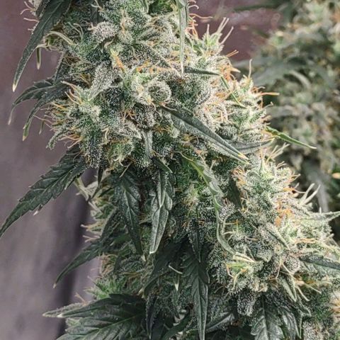Super Skunk growlog timeline photo