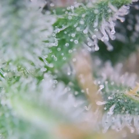 Super Skunk growlog timeline photo