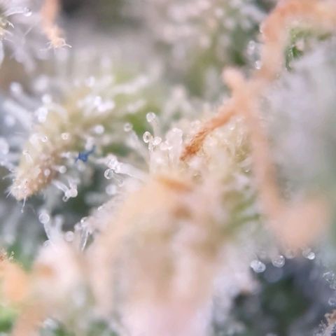 Super Skunk growlog timeline photo