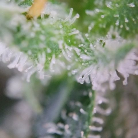 Super Skunk growlog timeline photo