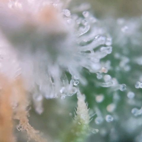 Super Skunk growlog timeline photo