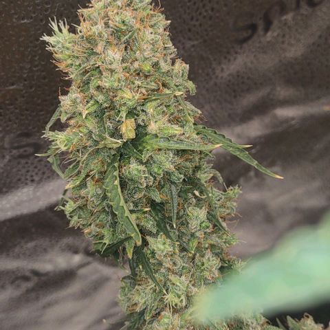 Super Skunk growlog timeline photo