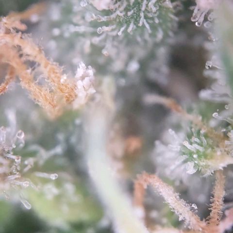 Super Skunk growlog timeline photo