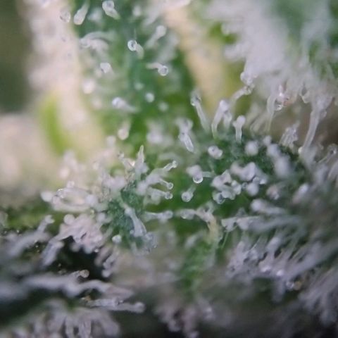 Super Skunk growlog timeline photo
